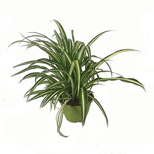 Cinta planta