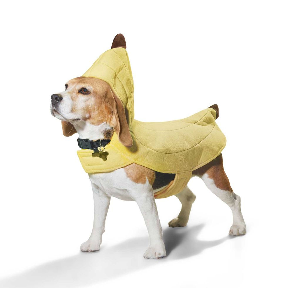 Banana Dog Costume