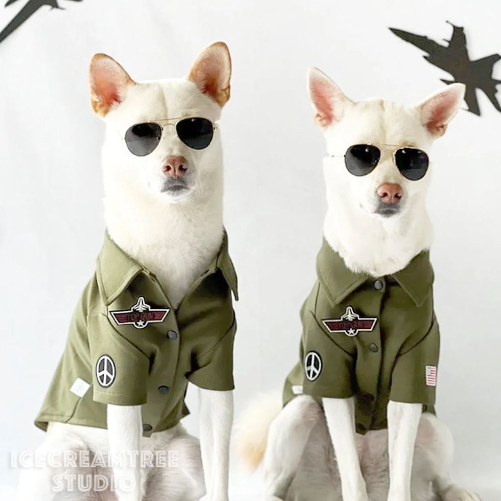 25 Best Pet Costumes for Dogs and Cats in 2022