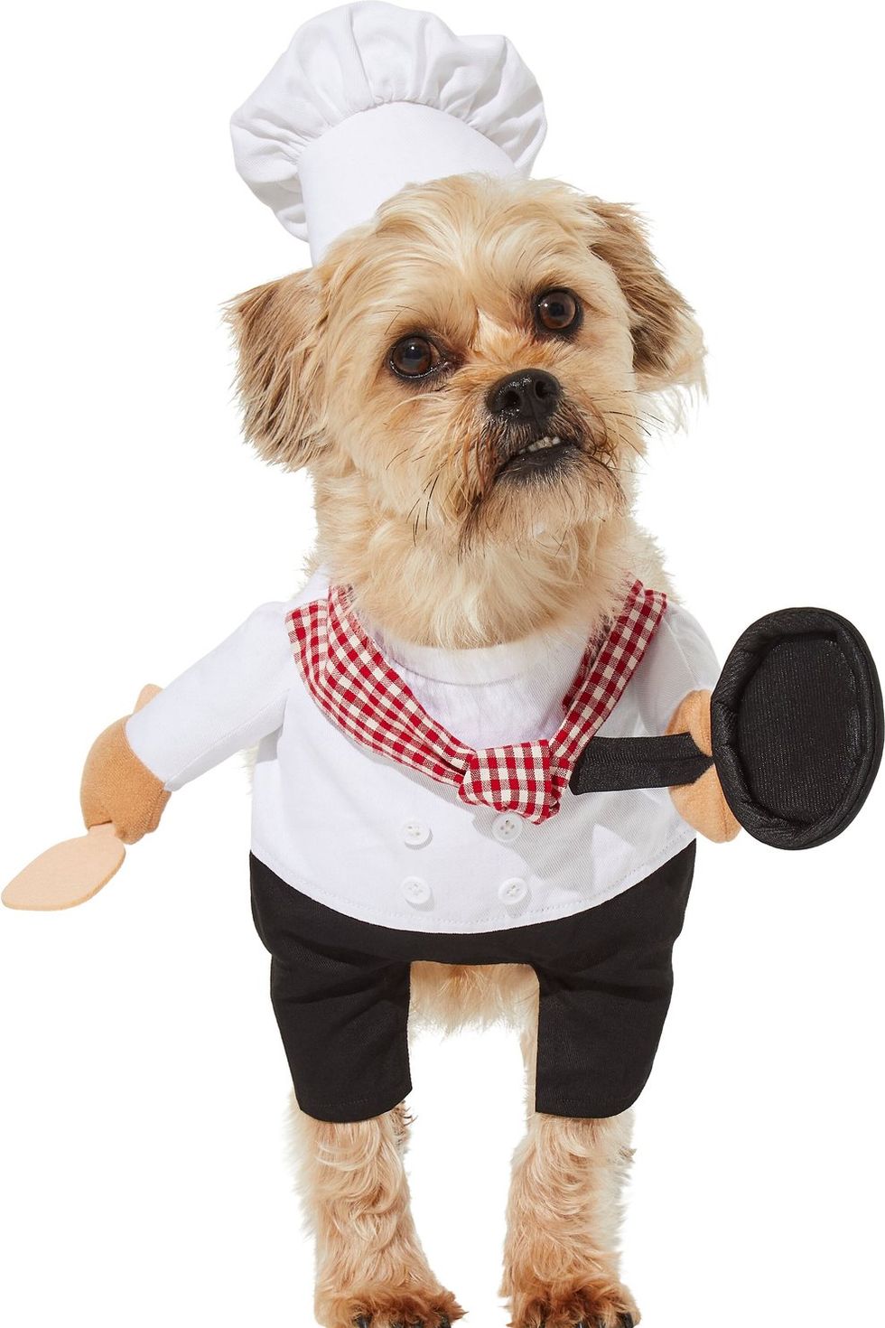 Walking Chef Dog Costume
