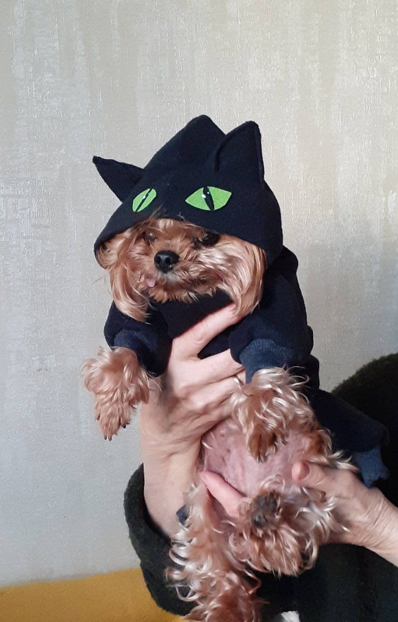 Black dragon dog clearance costume