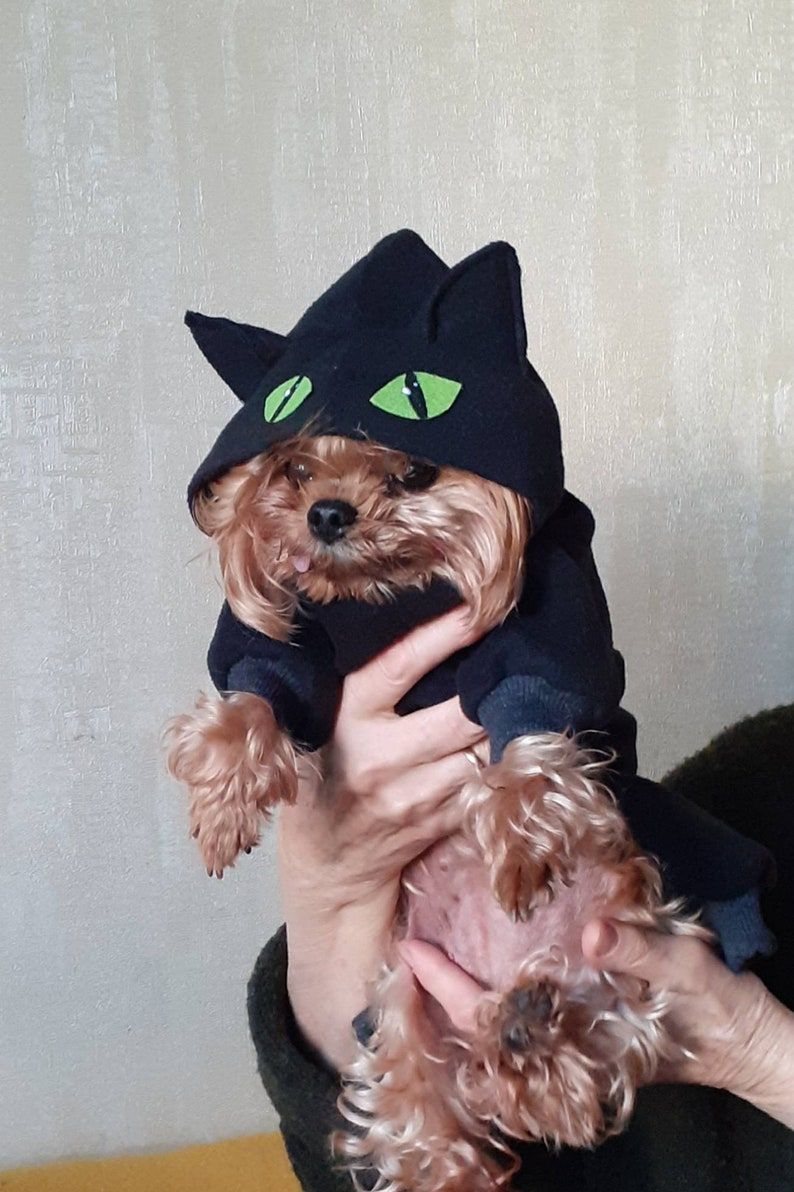 13 Hilarious Small Dog Halloween Costumes That Are So Cute You'll Scream