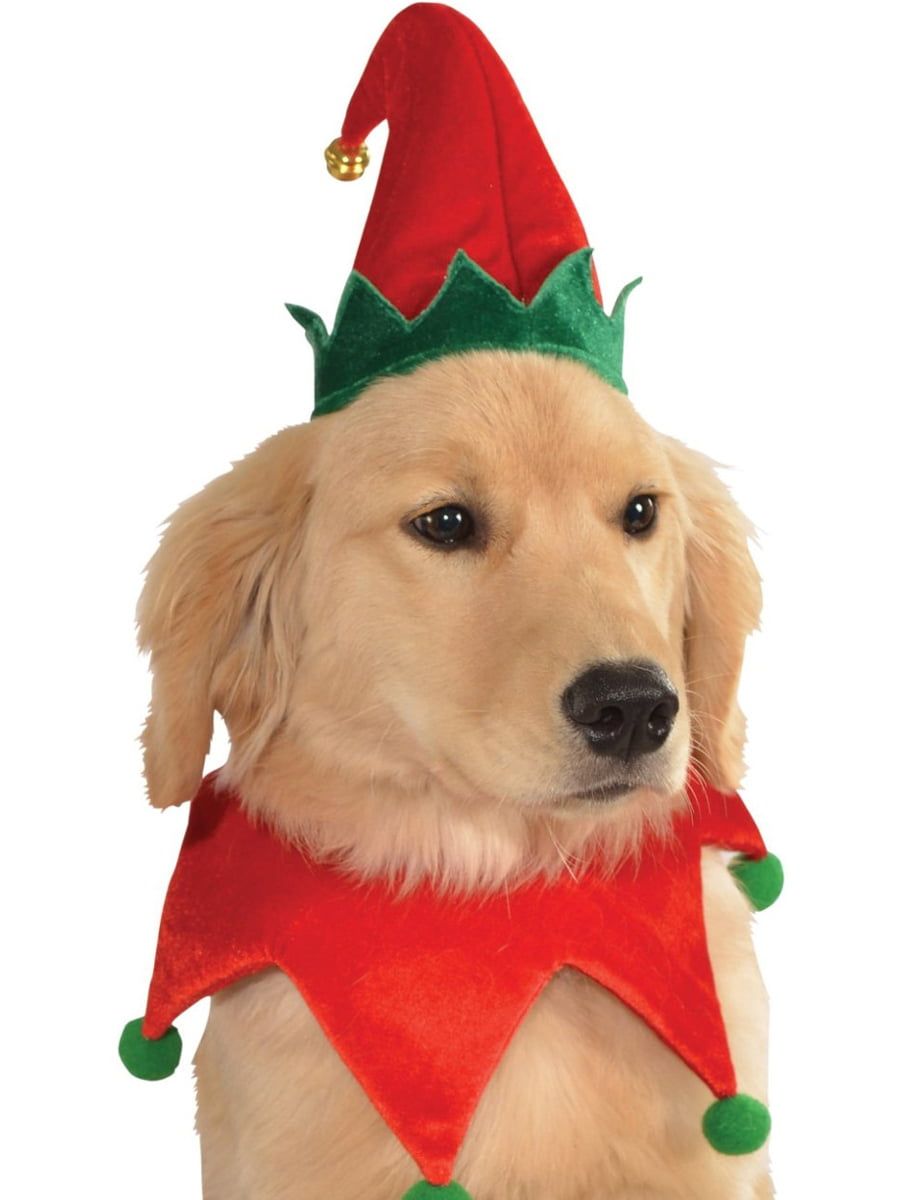 40 Best Dog Halloween Costumes 2023 Cute Dog Costume Ideas