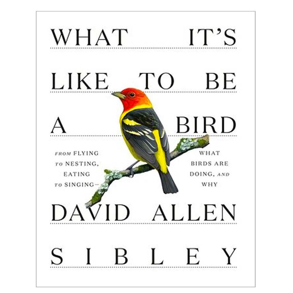 <I>What It's Like to Be a Bird</i> by David Allen Sibley
