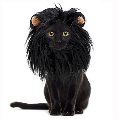 40 disfraces de gatos para Halloween originales y divertidos 40 disfraces de gatos para Halloween originales y divertidos