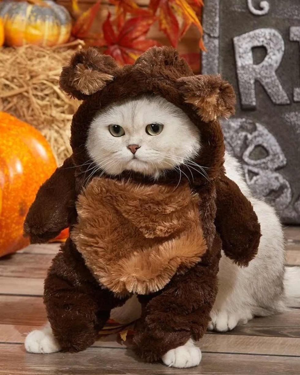 40 disfraces de gatos para Halloween originales y divertidos