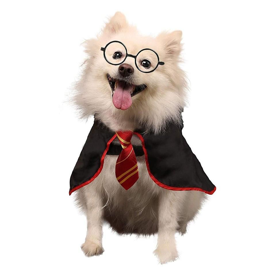 45 Best Dog Halloween Costumes 2024 - Cute Dog Costume Ideas