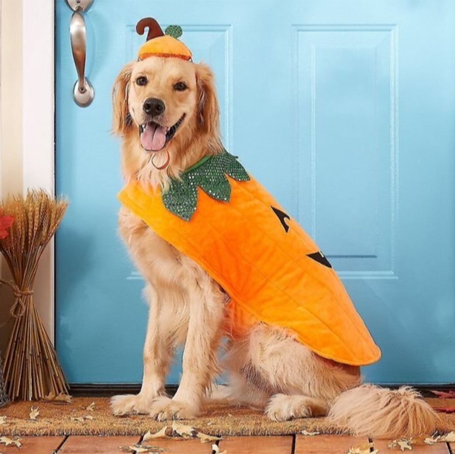 Cute pet costumes for Halloween