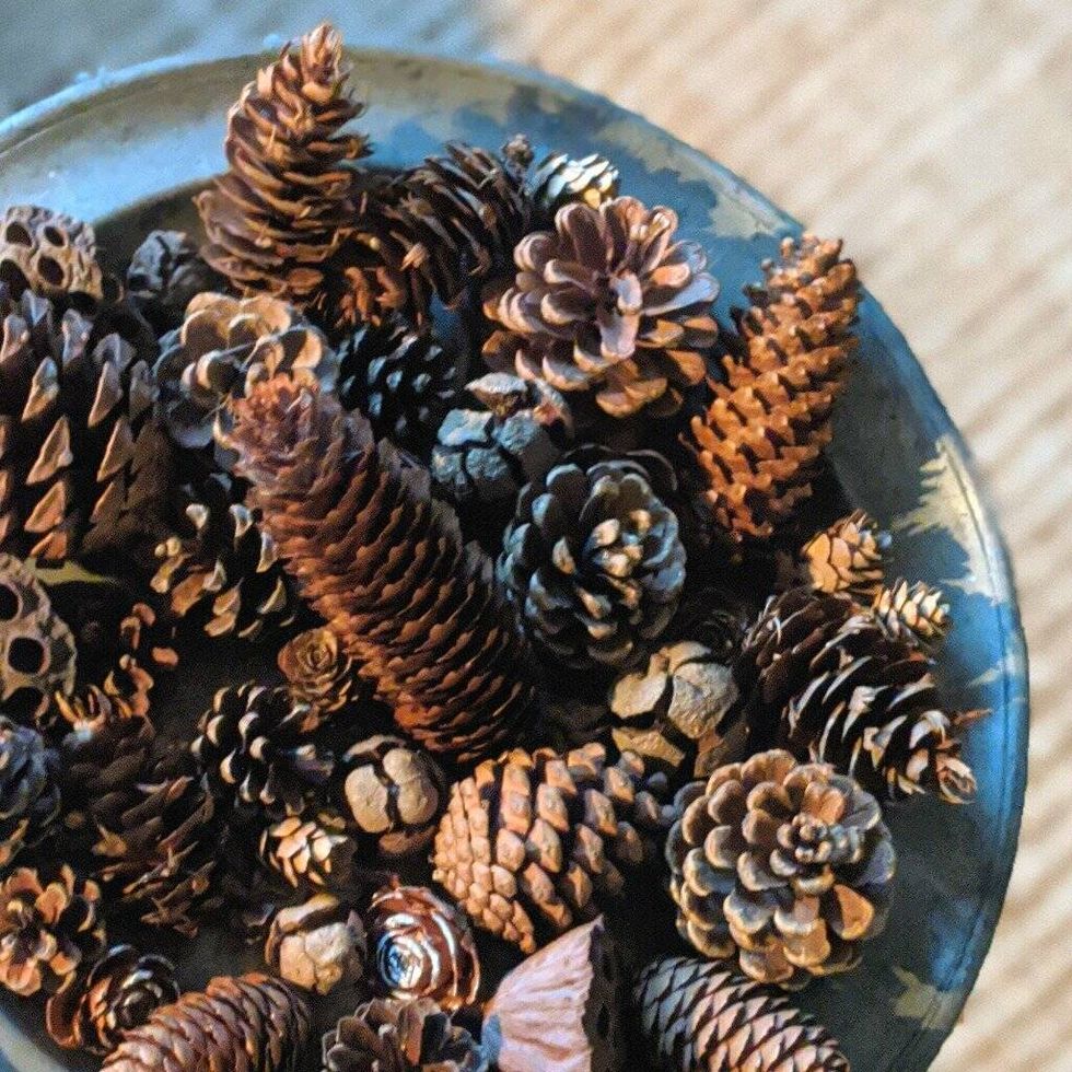 Natural Mixed Pine Cones