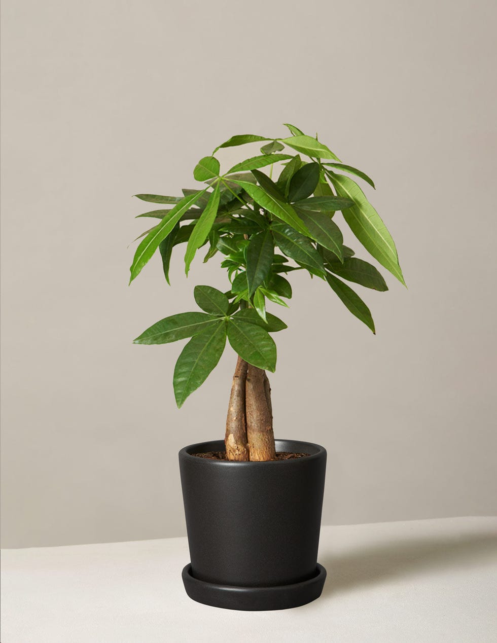 Money Tree Plant