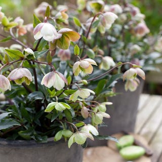 Helleborus x sahinii 'ระฆังฤดูหนาว'