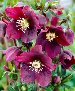 Helleborus x hybridus 'Hello Red' - Hellebore ตะวันออกใน Bud & Bloom