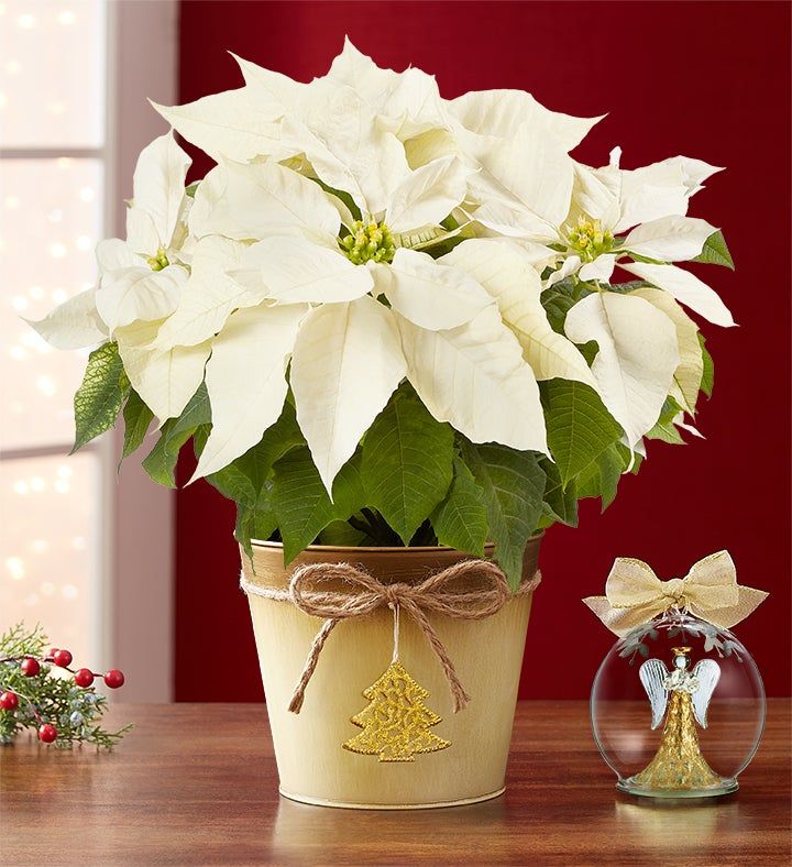 White Poinsettia with Ornament