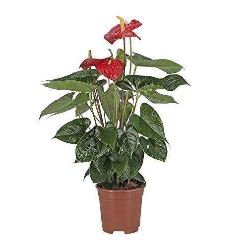 KENTIS - Anthurium Andreanum Rosso - Piante da Appartamento Purifica Aria - H 65-75 cm Vaso Ø 17 cm
