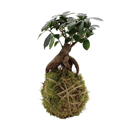 KENTIS - Kokedama Ficus Ginseng - Piante Vere da Appartamento - Pianta Decorativa da Interno - Idea Regalo per Lei per Lui