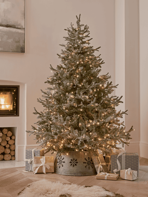 Blue Mountain Spruce Christmas Tree