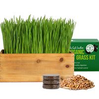 Cat Grass Kit