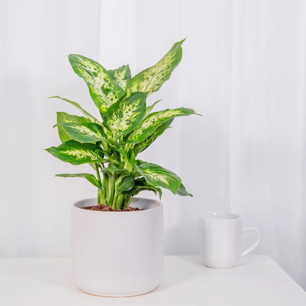 Dieffenbachia Plant