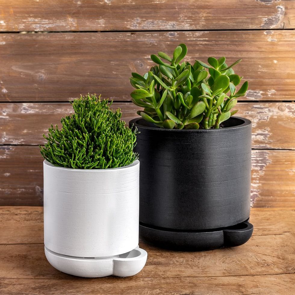 https://hips.hearstapps.com/vader-prod.s3.amazonaws.com/1667014678-the-simple-self-watering-pot-z.jpg?crop=1xw:1.00xh;center,top&resize=980:*