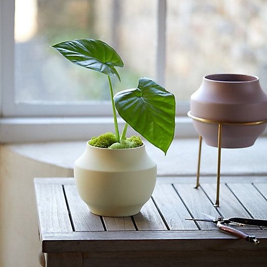10 Cheap & Stylish Houseplant Pots 2023
