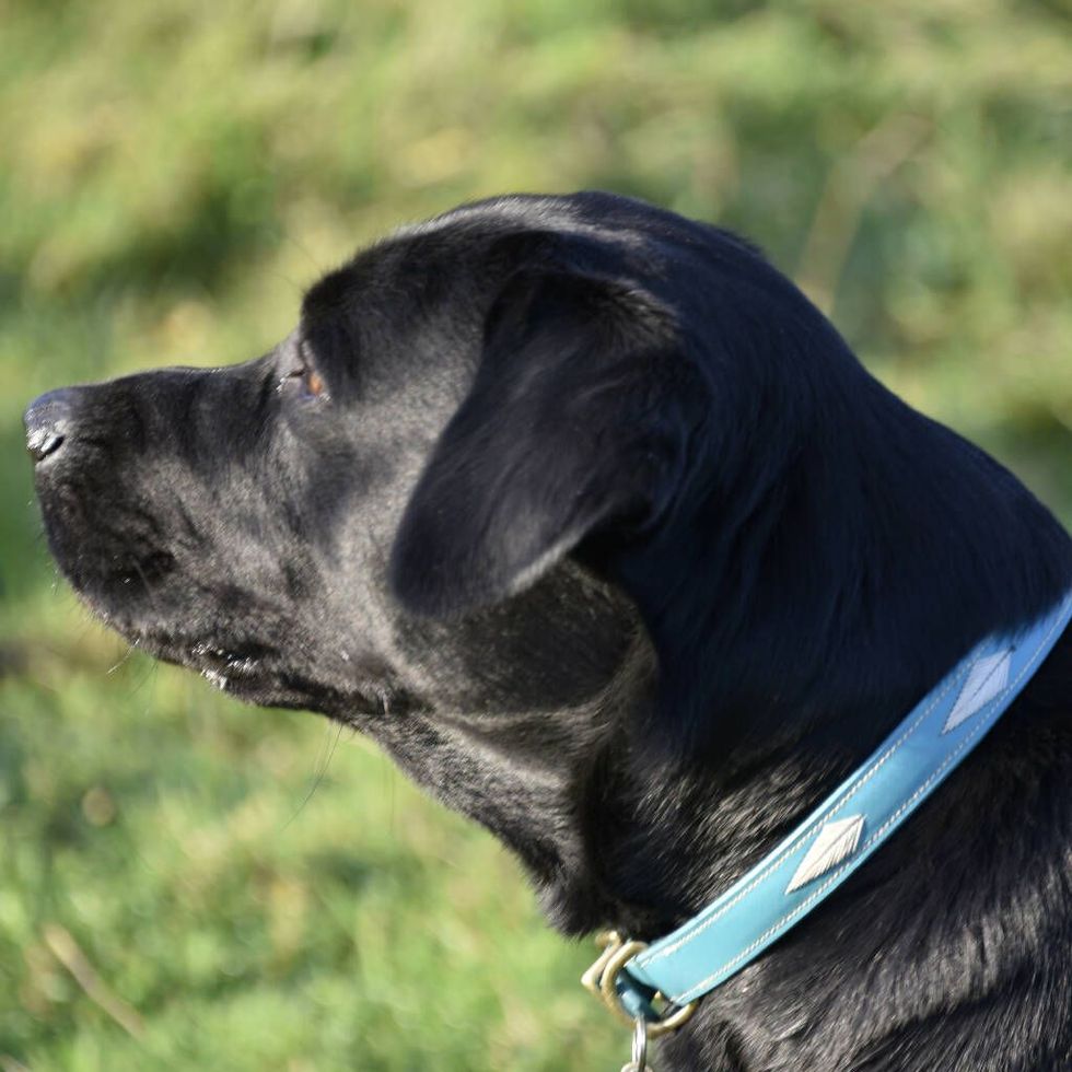  Pet Perfect Luxury Dog Collar Dog Gift - Italian