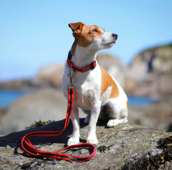 Dog Lead In Red And Brown Stripe