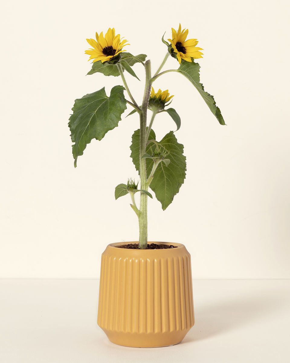 Self-Watering Sunflower Grow Kit