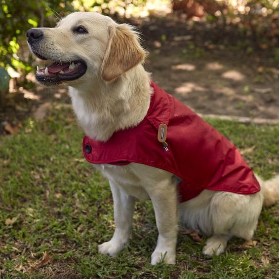 Water Resistant Dog Coat