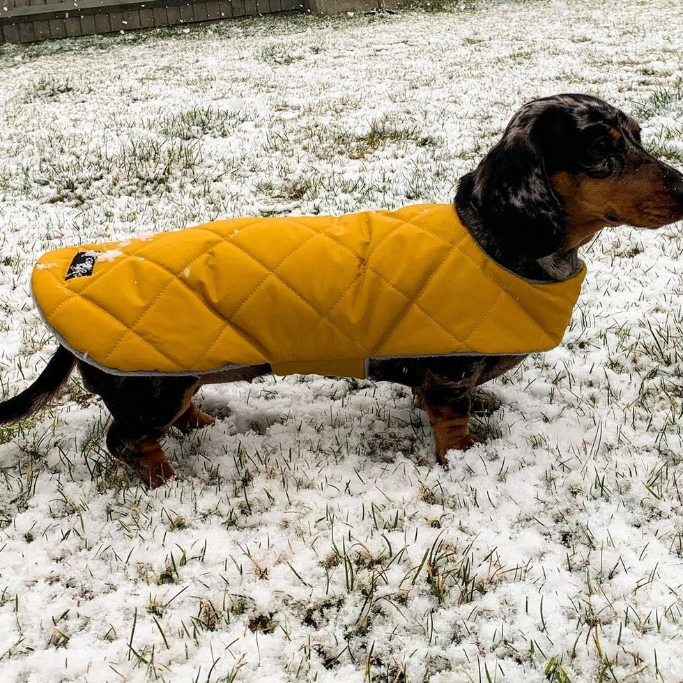 Custom Fit Dachshund Coat