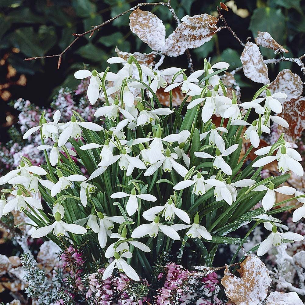 'Galanthus Nivalis' Snowdrops