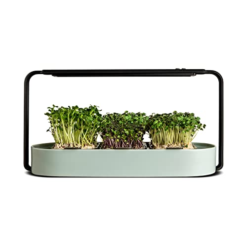 Superfood Microgreens Indoor Growing Kit Superfood Microgreens Indoor Growing Kit