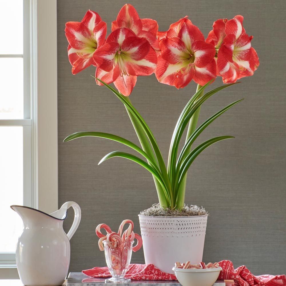 Are Amaryllis Poisonous To Dogs Or Cats