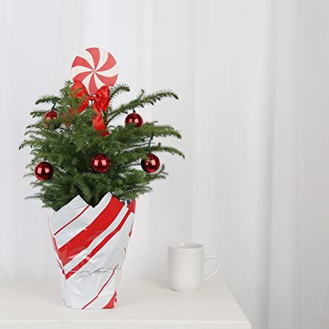Decorated Norfolk Pine, tabletop