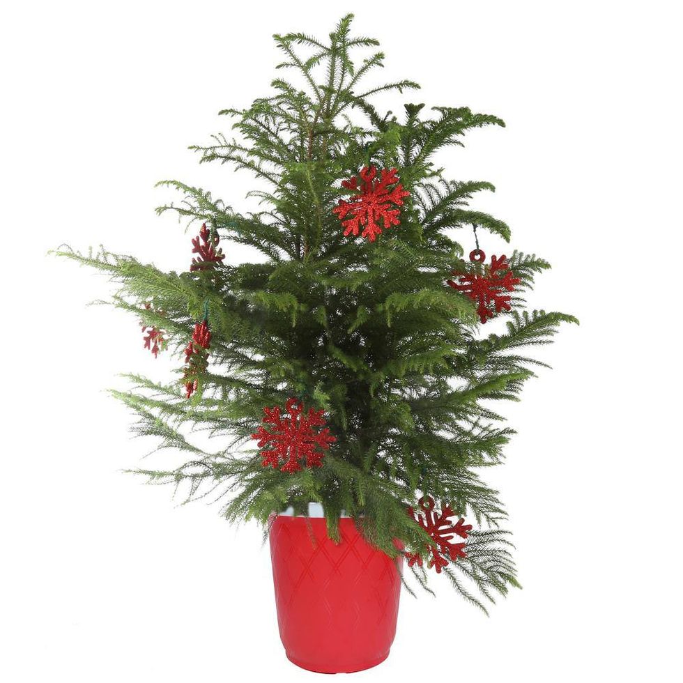 Norfolk Pine in Red Decor Pot, approx 32-inches tall