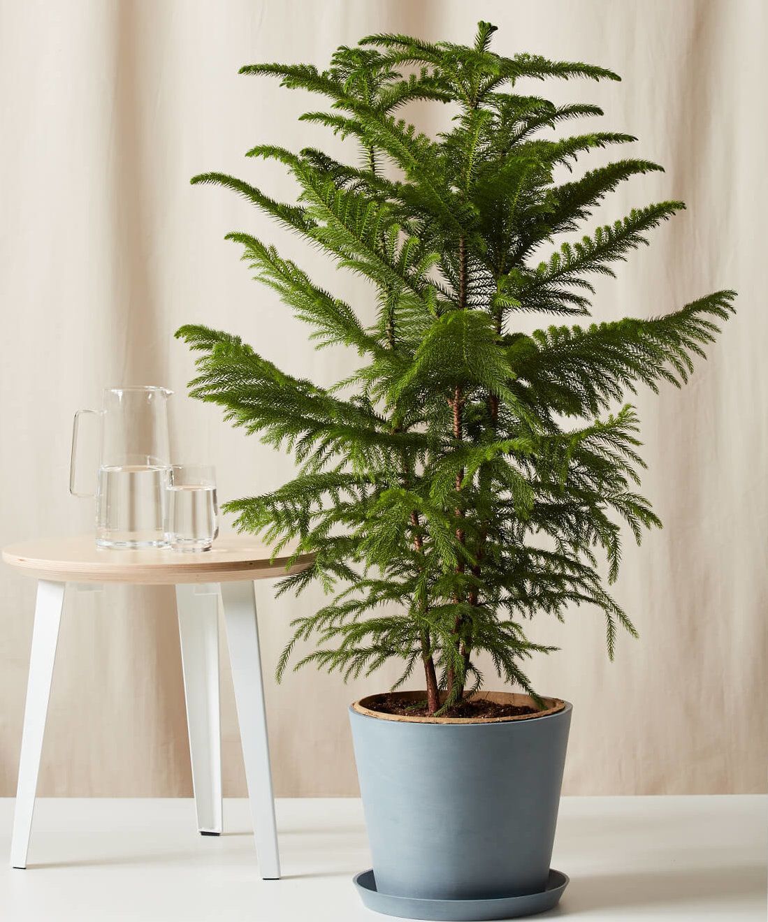 Norfolk Pine Tree, approx 46-inches tall