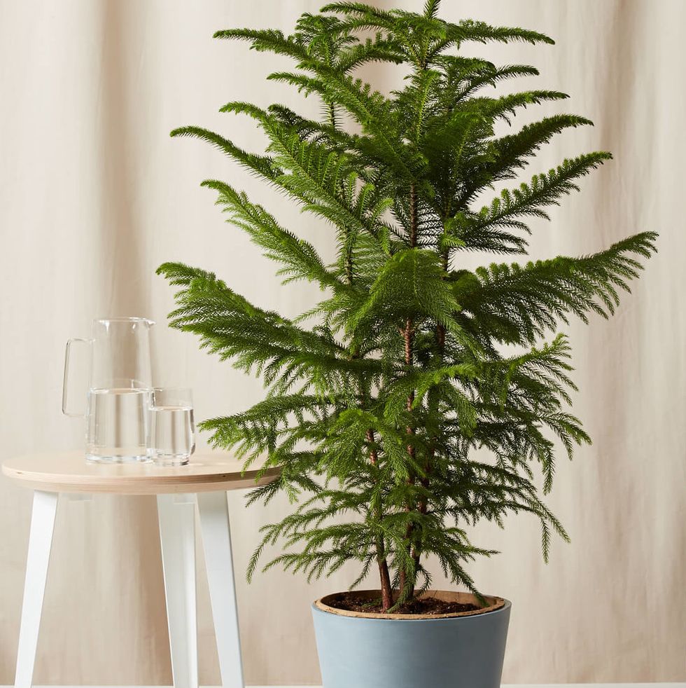 Norfolk Pine Tree, approx 46-inches tall