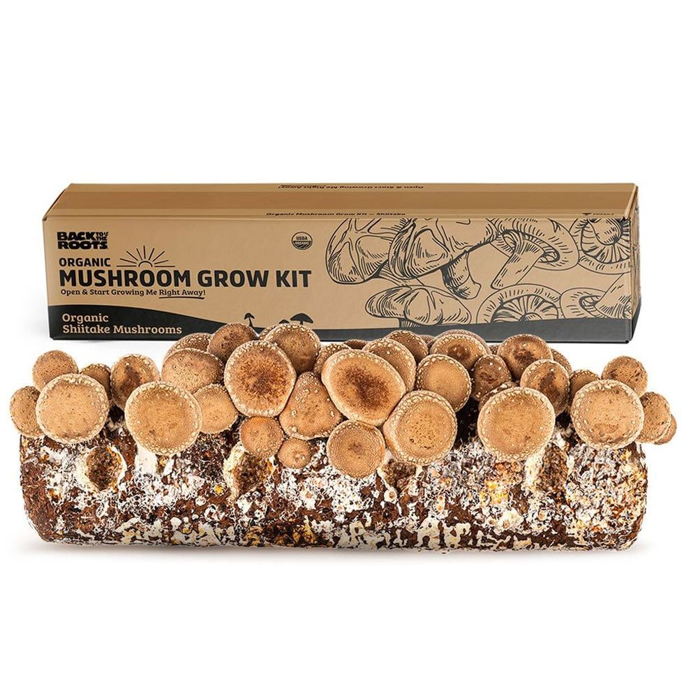 Organic Shiitake Mushroom Kit