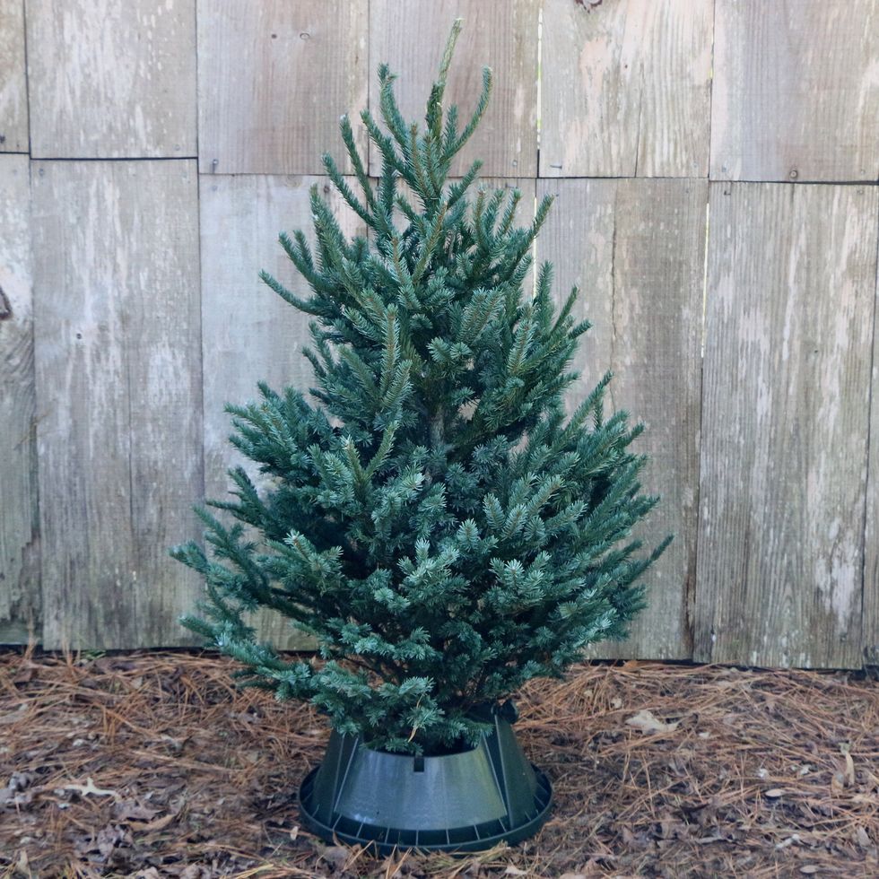 Real Black Hill Spruce Table Top Christmas Tree