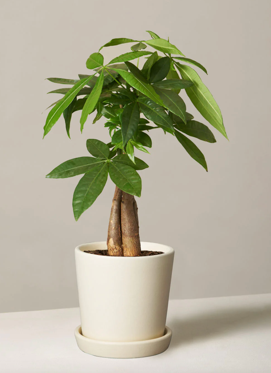Money Tree Plant