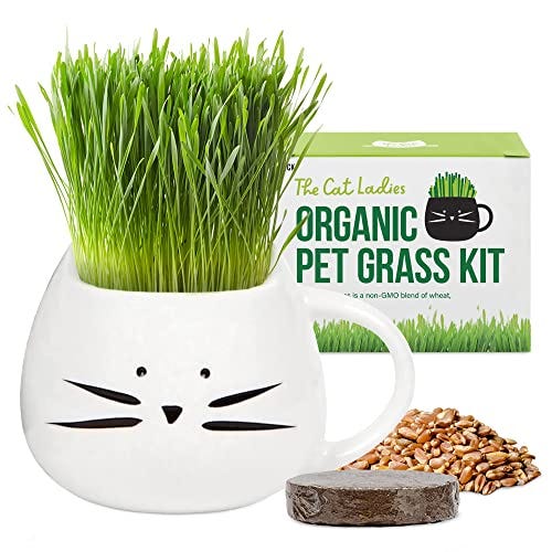 Organic Cat Grass Growing kit with Organic Seed Mix