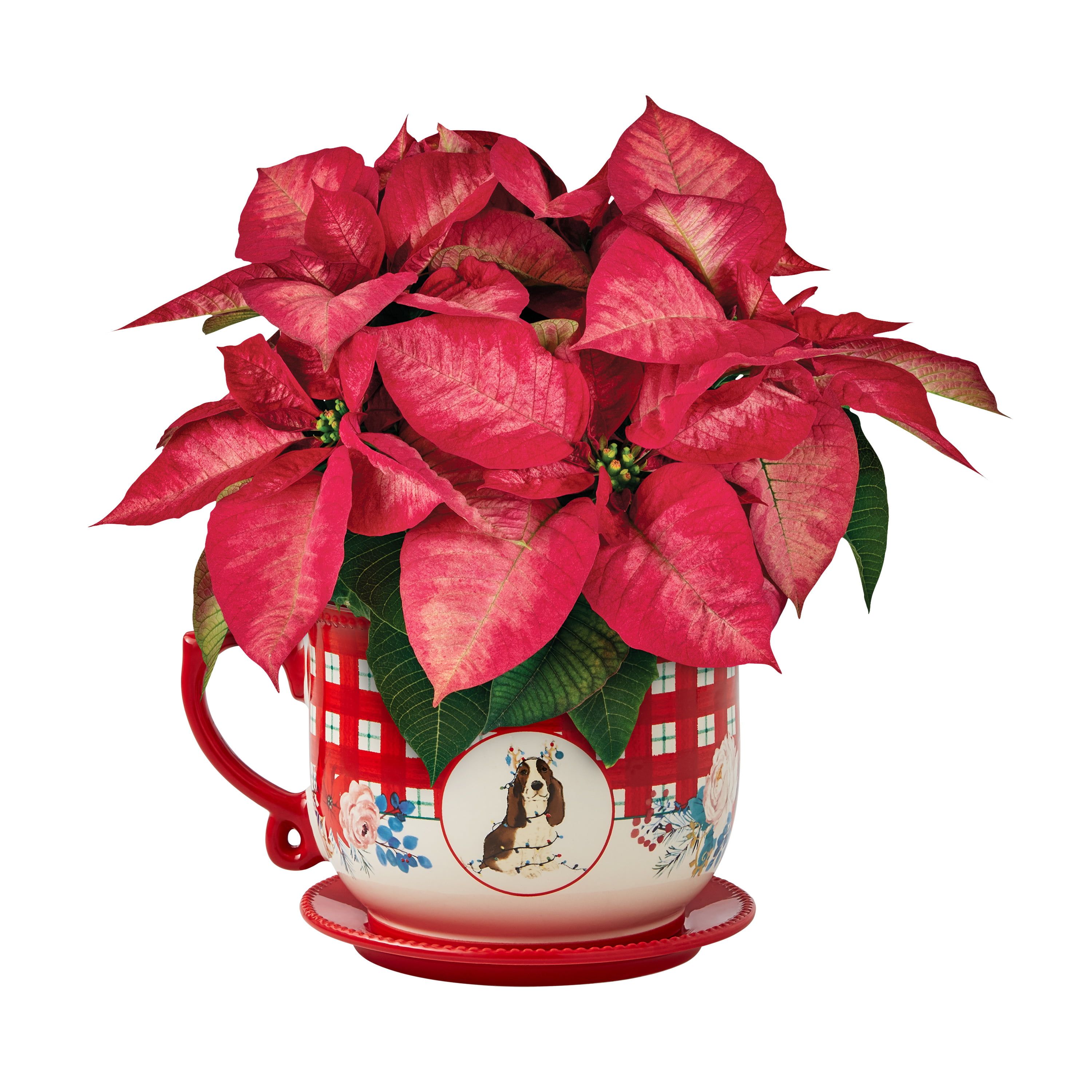 The Pioneer Woman Dark Pink Poinsettia Live Plant