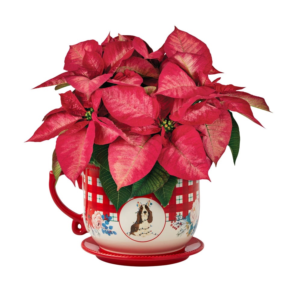 The Pioneer Woman Christmas Holiday Frontier Poinsettia 4 Qt Dutch Oven HTF