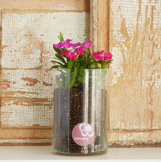 Birth Month Flower Grow Kit 