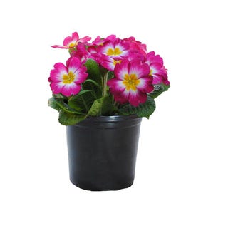 Annual Primrose Mix (4-Pack)