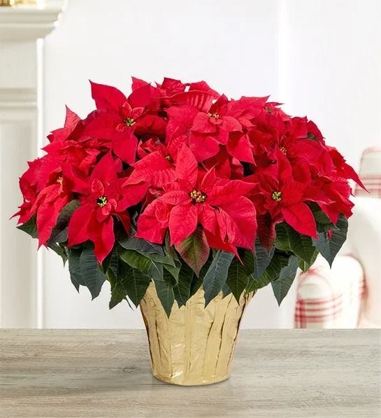 10 Beautiful Christmas Plants for Holiday Decor