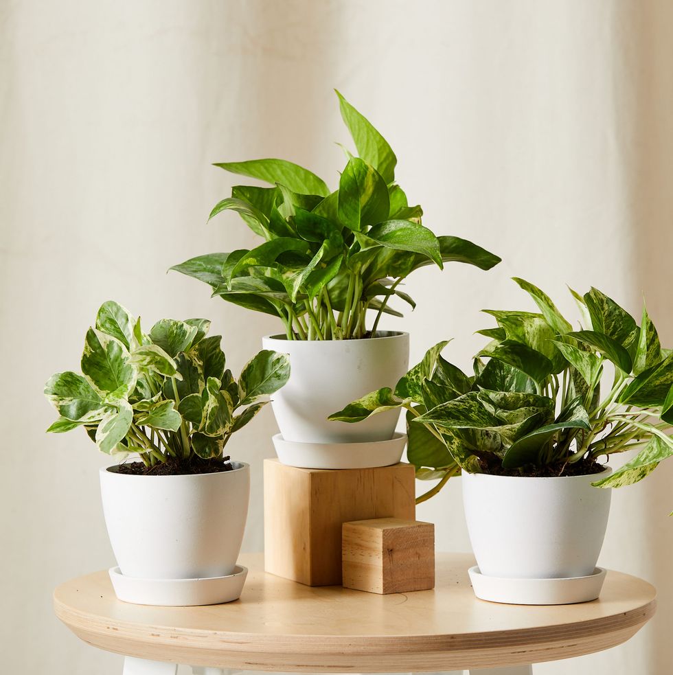 Pothos Collection