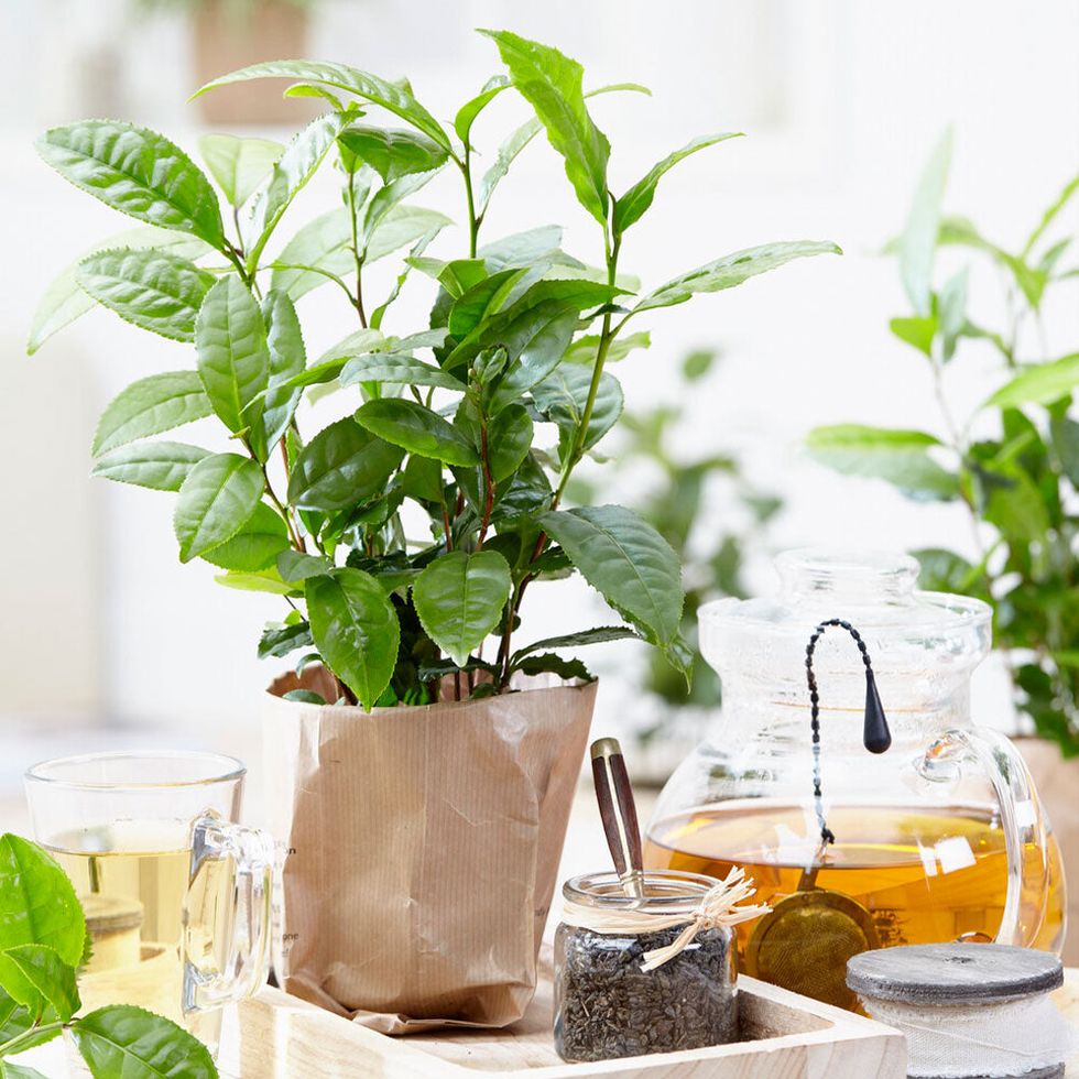 Green or Black Tea Plant 