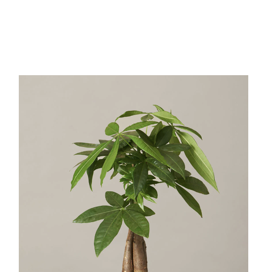 The Sill Money Tree Plant