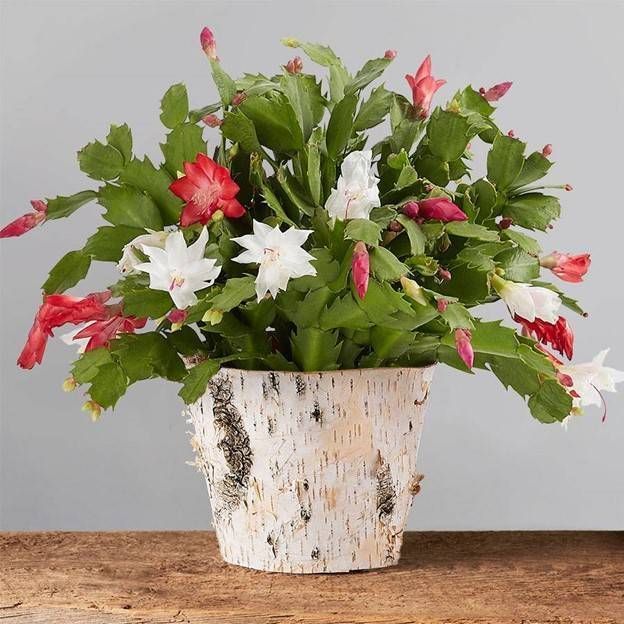 10 Best Christmas Plants to Decorate With