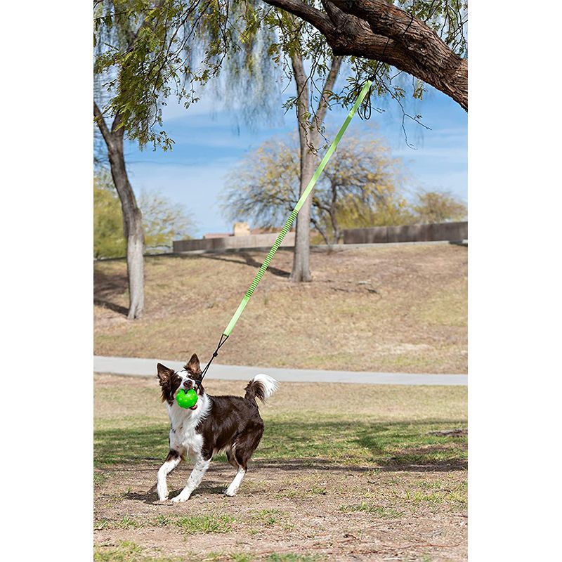 how to make a spring pole for a dog